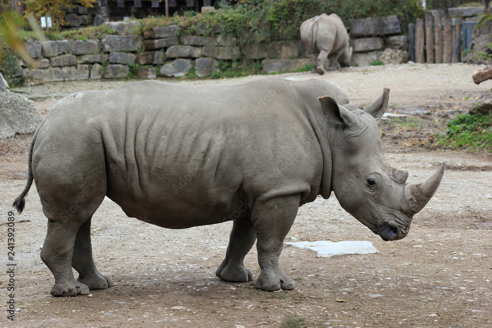 Nashorn: Südliches Breitmaulnashorn in einem Zoo Nashorn: Südliches Breitmaulnashorn in einem Zoo
