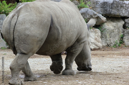 Nashorn  S  dliches Breitmaulnashorn in einem Zoo