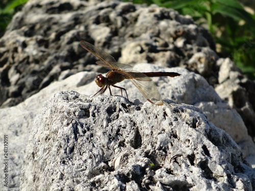 Libelle auf Stein sitzend