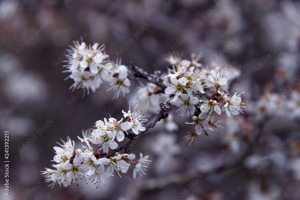 bourgeons bourgeons