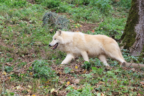 Polarwolf im Tierpark (Zoo)