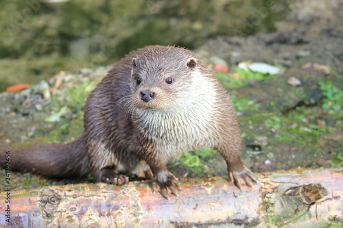 Eurasischer Fischotter (Lutra lutra)