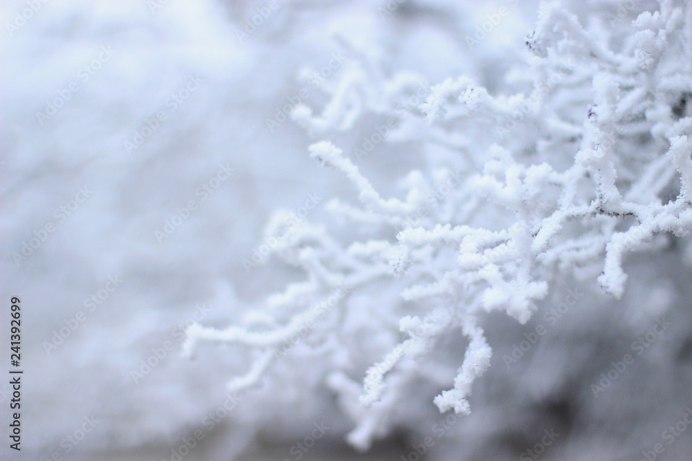 Fototapeta premium snow 