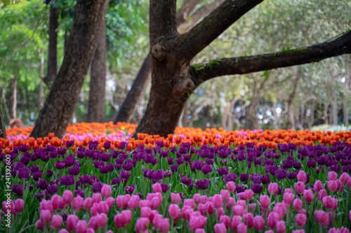 flowers in the garden