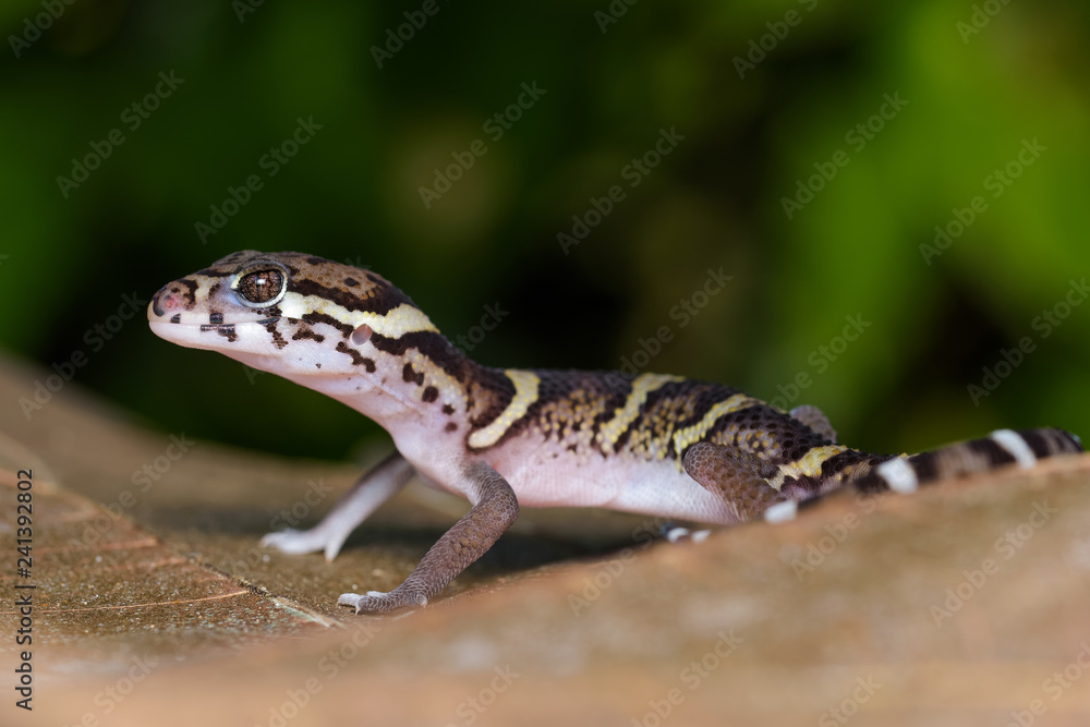 Central american banded gecko on a dead leaf in the Carara National Park in Costa Rica Central american banded gecko on a dead leaf in the Carara National Park in Costa Rica