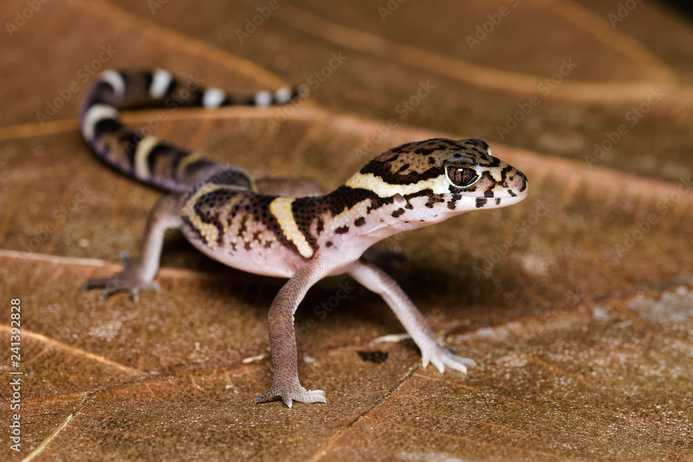 Central american banded gecko on a dead leaf in the Carara National Park in Costa Rica Central american banded gecko on a dead leaf in the Carara National Park in Costa Rica