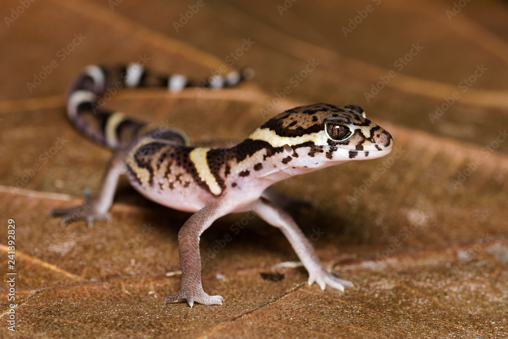Naklejka premium Central american banded gecko on a dead leaf in the Carara National Park in Costa Rica