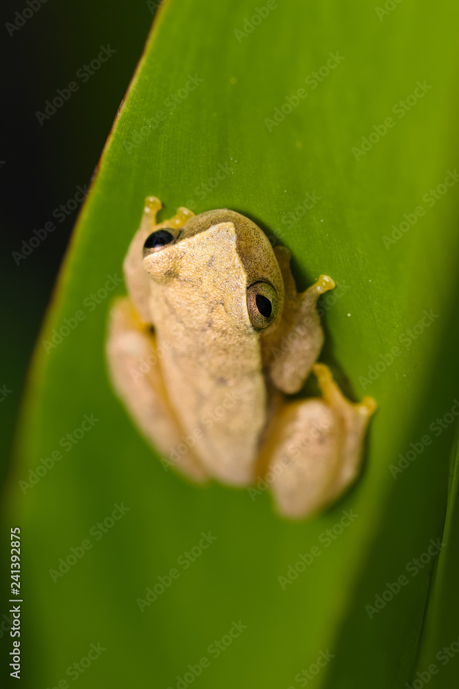Obraz premium Yellow tree frog on a plant in the Carara National Park in Costa Rica