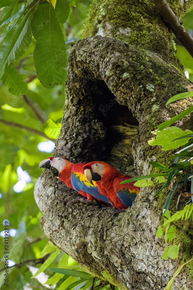 A pair of wild scarlet macaws in their nest in an old cashew tree in the Carara National Park in Costa Rica A pair of wild scarlet macaws in their nest in an old cashew tree in the Carara National Park in Costa Rica