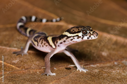 Central american banded gecko on a dead leaf in the Carara National Park in Costa Rica