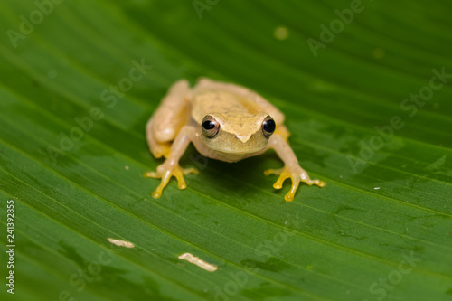 Yellow tree frog on a plant in the Carara National Park in Costa Rica