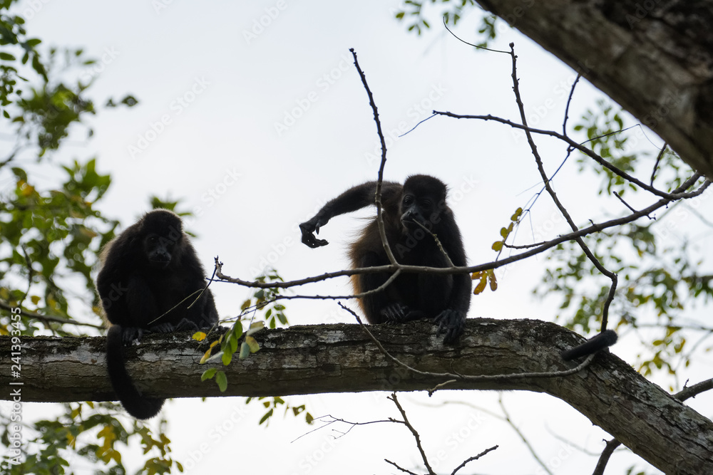 Wild mantled howler monkey in the rainforest of Carara National Park in Costa Rica Wild mantled howler monkey in the rainforest of Carara National Park in Costa Rica