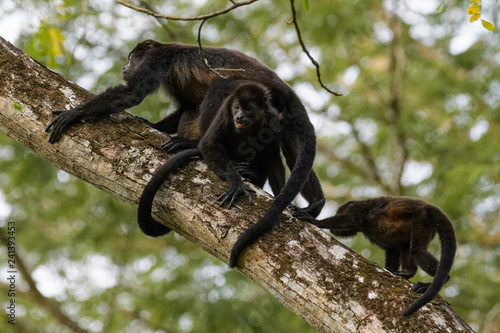 Photography Wild mantled howler monkey in the rainforest of Carara National Park in Costa Ri