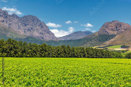 Vineyard and the mountains in Franschhoek town in South Africa