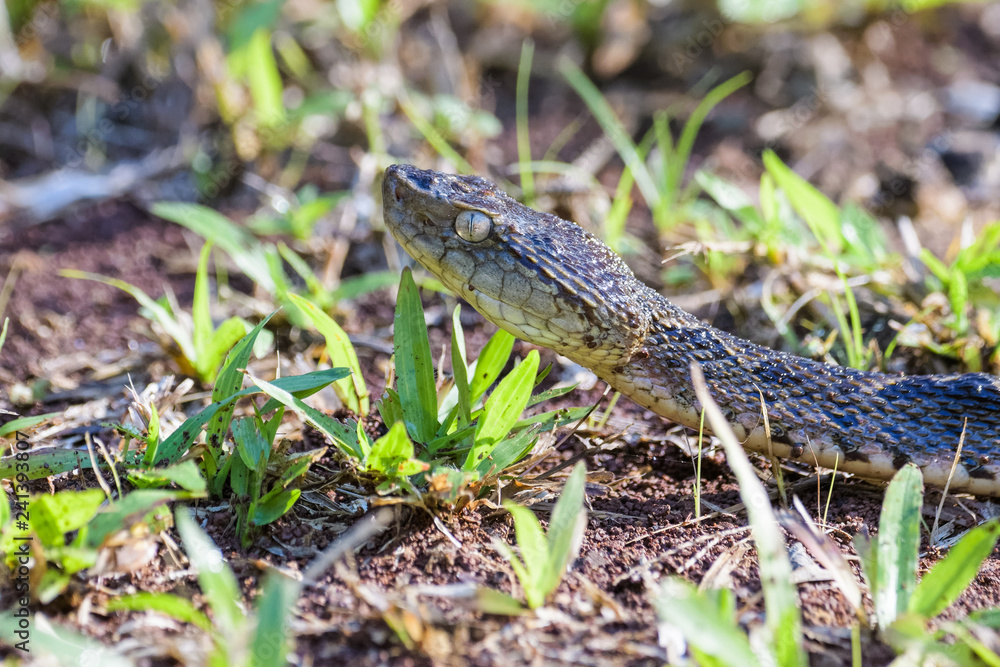 Wild fer de lance on the ground of the Carara National Park in Costa Rica Wild fer de lance on the ground of the Carara National Park in Costa Rica