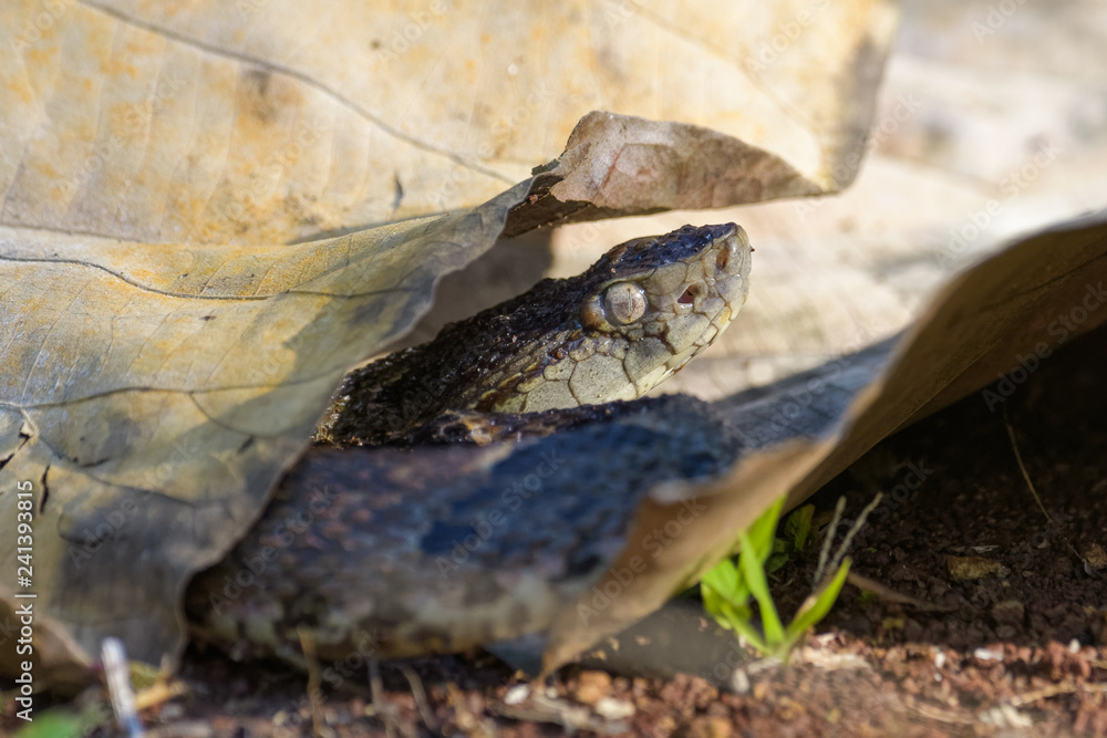 Wild fer de lance in a defensive striking position on the ground of the rainforest in the Carara National Park Wild fer de lance in a defensive striking position on the ground of the rainforest in the Carara National Park