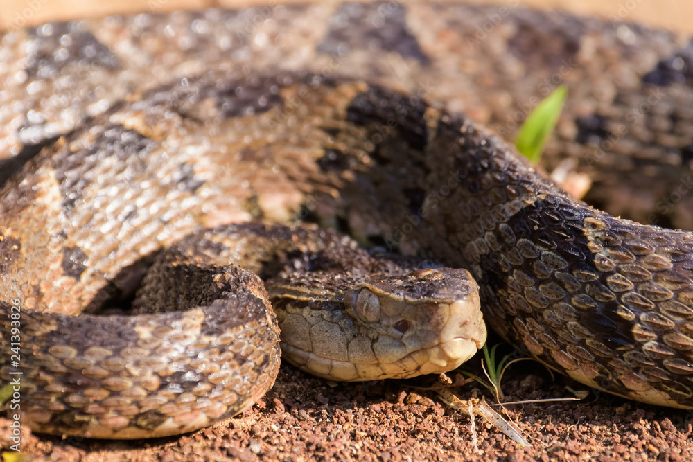 Wild fer de lance in a defensive striking position on the ground of the rainforest in the Carara National Park Wild fer de lance in a defensive striking position on the ground of the rainforest in the Carara National Park