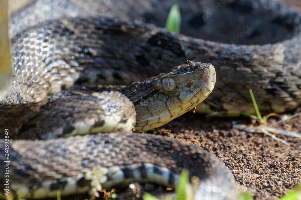 Obraz premium Wild fer de lance in a defensive striking position on the ground of the rainforest in the Carara National Park