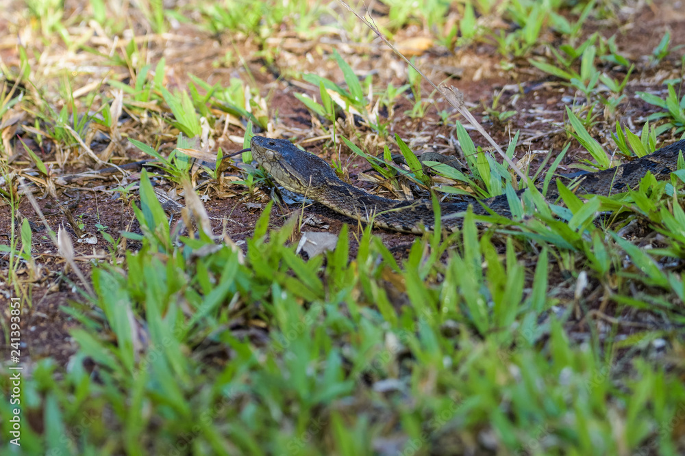 Wild fer de lance on the ground of the Carara National Park in Costa Rica Wild fer de lance on the ground of the Carara National Park in Costa Rica