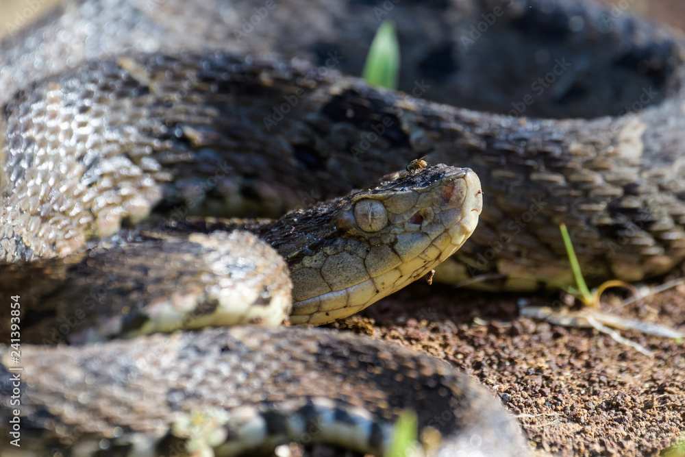 Wild fer de lance in a defensive striking position on the ground of the rainforest in the Carara National Park Wild fer de lance in a defensive striking position on the ground of the rainforest in the Carara National Park