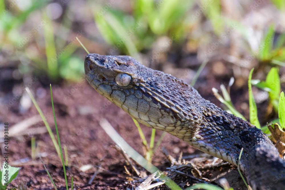 Wild fer de lance in a defensive striking position on the ground of the rainforest in the Carara National Park Wild fer de lance in a defensive striking position on the ground of the rainforest in the Carara National Park