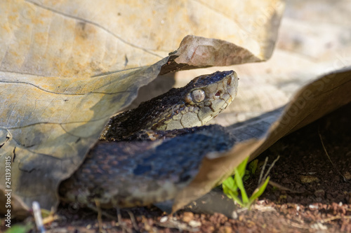 Wild fer de lance in a defensive striking position on the ground of the rainforest in the Carara National Park