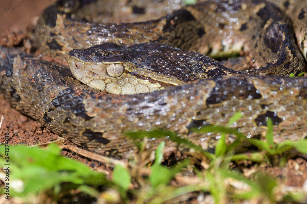 Wild fer de lance in a defensive striking position on the ground of the rainforest in the Carara National Park Wild fer de lance in a defensive striking position on the ground of the rainforest in the Carara National Park