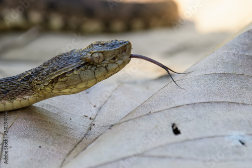 Wild fer de lance slithering over a dead leaf while flicking its tongue in the Carara National Park of Costa Rica