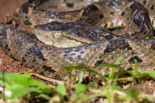 Wild fer de lance in a defensive striking position on the ground of the rainforest in the Carara National Park © Thorsten Spoerlein