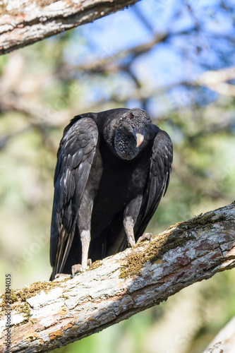Black vulture in a tree in the Carara National Park in Costa Rica