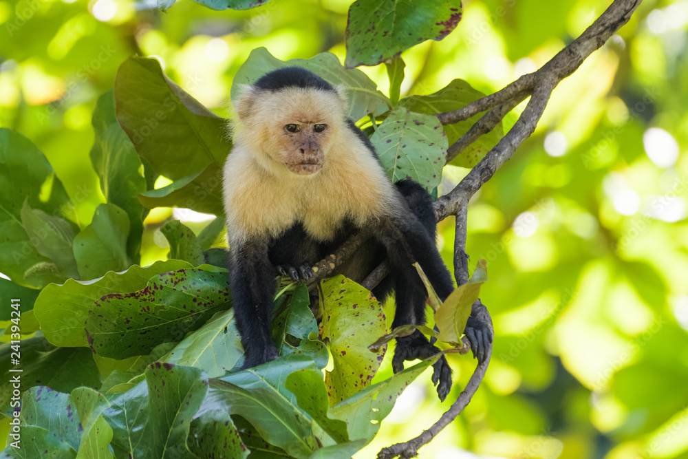 Fototapeta premium A wild capuchin monkey in an almond tree in the Carara National Park in Costa Rica