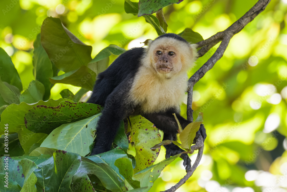Fototapeta premium A wild capuchin monkey in an almond tree in the Carara National Park in Costa Rica