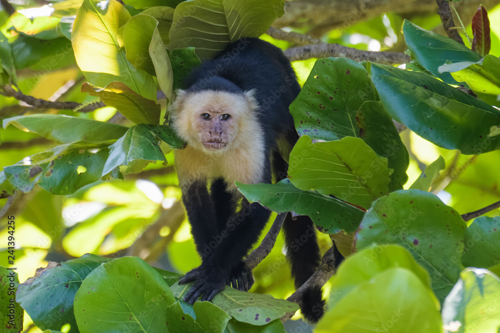 A wild capuchin monkey in an almond tree in the Carara National Park in Costa Rica A wild capuchin monkey in an almond tree in the Carara National Park in Costa Rica