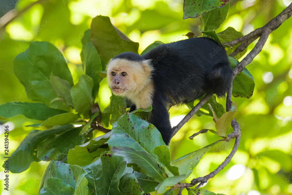A wild capuchin monkey in an almond tree in the Carara National Park in Costa Rica A wild capuchin monkey in an almond tree in the Carara National Park in Costa Rica