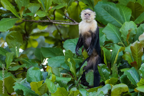 Bild auf Leinwand A wild capuchin monkey in an almond tree in the Carara National Park in Costa Ri