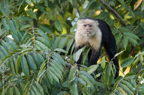 Wild capuchin monkey in a tree in the Carara National Park in Costa Rica