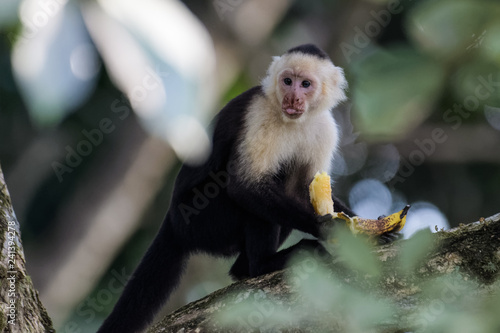 A wild capuchin monkey eating a banana in a tree in the Carara National Park in Costa Rica