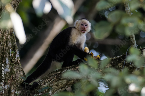 A wild capuchin monkey eating a banana in a tree in the Carara National Park in Costa Rica