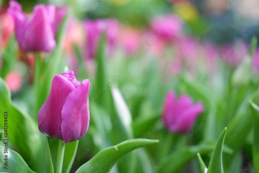 Obraz premium tulip pink color background