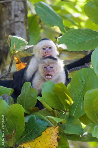 A pair of wild capuchin monkeys mating in an almond tree in the Carara national park in Costa Rica