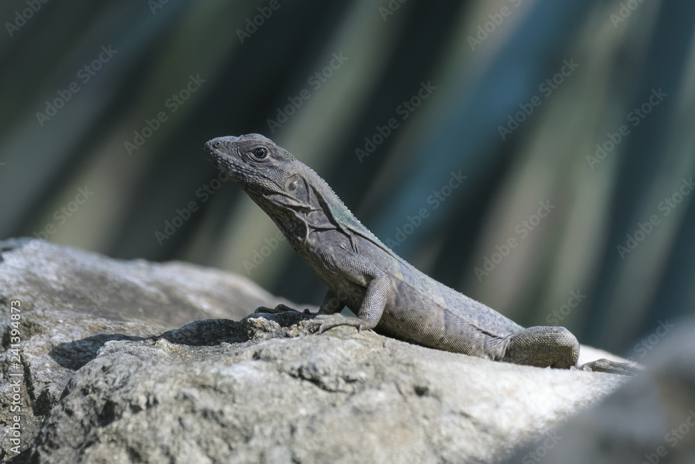 Young spiny tailed iguana on a rock in the Carara National Park in Costa Rica Young spiny tailed iguana on a rock in the Carara National Park in Costa Rica