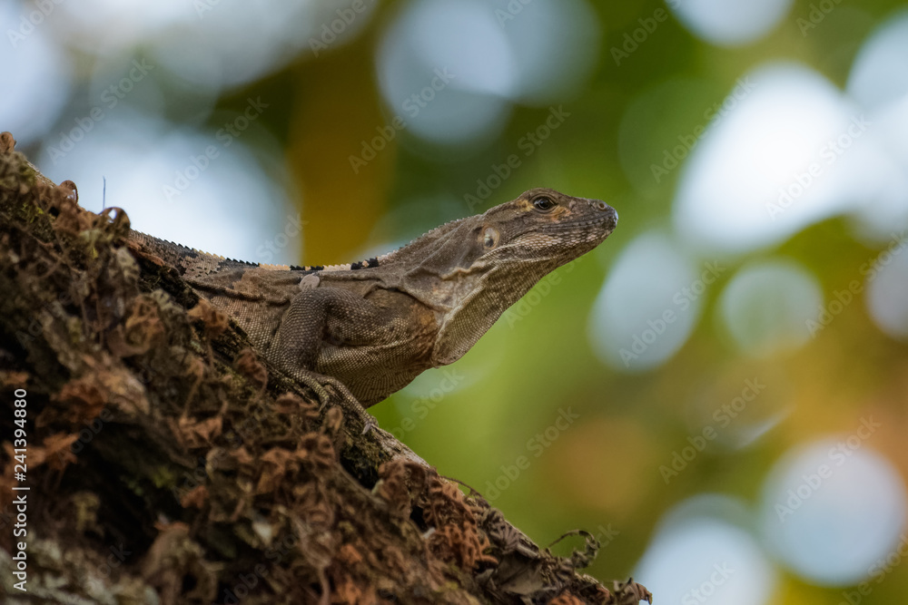 Spiny tailed iguana in a tree in the Carara National Park in Costa Rica Spiny tailed iguana in a tree in the Carara National Park in Costa Rica