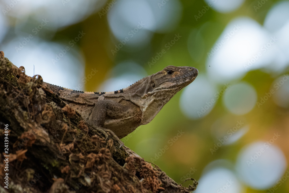 Spiny tailed iguana in a tree in the Carara National Park in Costa Rica Spiny tailed iguana in a tree in the Carara National Park in Costa Rica