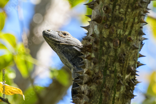 Spiny tailed iguana in a tree in the Carara National Park in Costa Rica photo