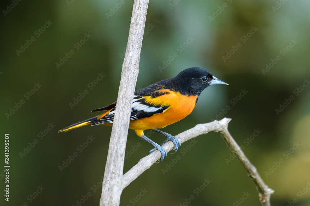 Baltimore oriole in a tree in the Carara National Park in Costa Rica Baltimore oriole in a tree in the Carara National Park in Costa Rica