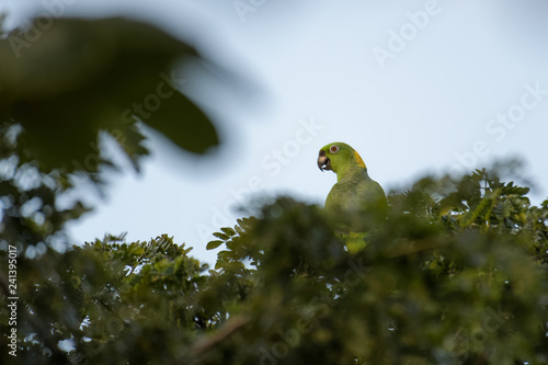 Yellow naped amazon parrot eating from a tree in the Carara National Park in Costa Rica photo