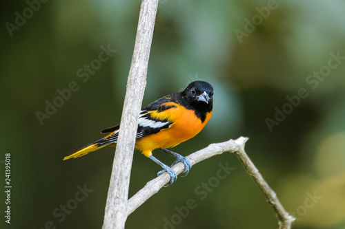 Baltimore oriole in a tree in the Carara National Park in Costa Rica
