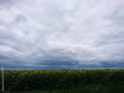 sunflowers in a thunderstorm