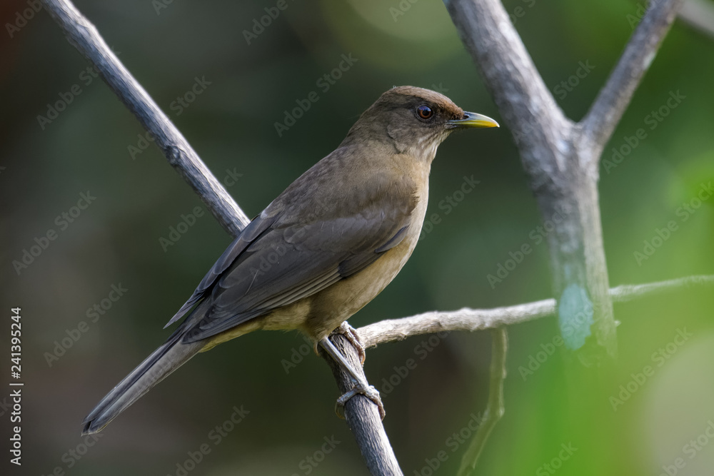 Clay colored thrush in a tree in the Carara National Park in Costa Rica Clay colored thrush in a tree in the Carara National Park in Costa Rica