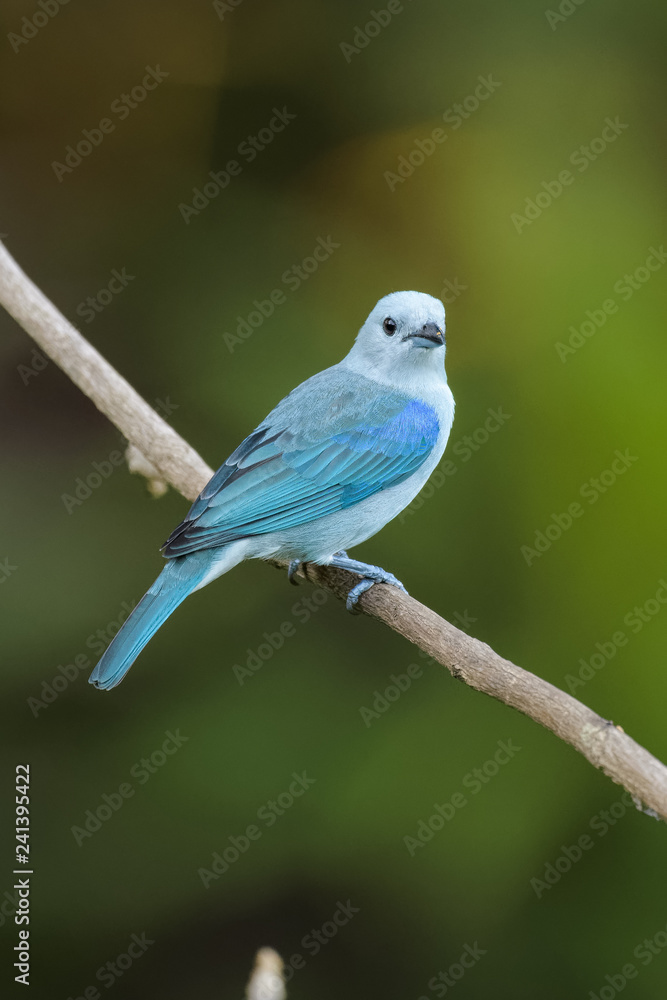 Blue-Gray Tanager in a tree in the Carara National Park in Costa Rica